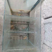 اکواریم بزرگ با پایه|ماهی|شبانکاره, |دیوار