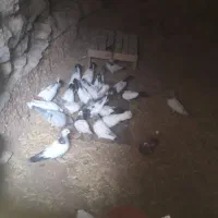کفتر|پرنده|کنگاور, |دیوار