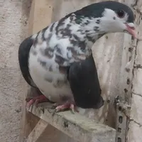 ساده افشون ماده