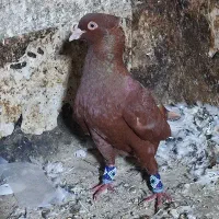پرنده رنگی