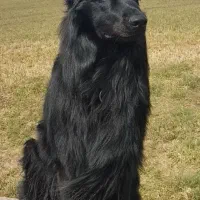 سگ ژرمن بلک