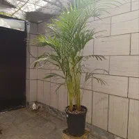 نخل اریکا لاکچری|گل و گیاه طبیعی|مشهد, حجاب (شهرک غرب)|دیوار