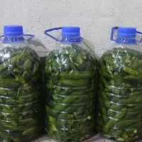 خیارشور خانگی  کاملا بهداشتی