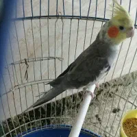 عروس هلندی نر با تجهیزات