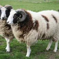 تخفیف ویژه ماه رمضان گوسفندزنده قلم ابی