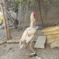 خروس لاری|حیوانات مزرعه|زرین دشت (همدان), |دیوار