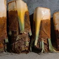 انداختن نخل رایگان %