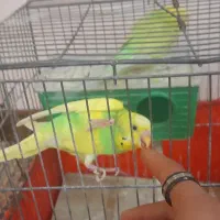 یک جفت مرغ عشق