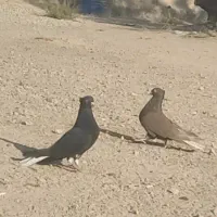 دم سفید کفتر