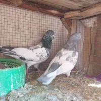 کفتر کله دم سبز و صابونی(الماسی) پرشی|پرنده|فولادشهر, A4|دیوار