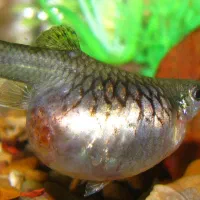 ماهی گوپی سلطنتی سوپر مولد فقط ۵۵ تومن