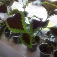 فروش گل های زیبا طبیعی|گل و گیاه طبیعی|سرپل ذهاب, |دیوار