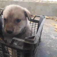 دو قلاده توله روتوایلر از پدر و مادری اصیل