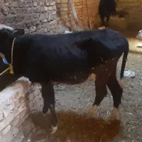 گوساله سیمنتال