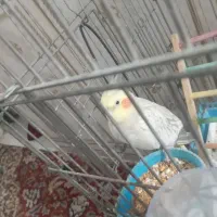 عروس هلندی ماده|پرنده|آبادان, |دیوار