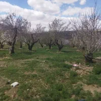 باغ زمین بادام مامایی