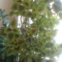 فروش گلهای اپارتمانی