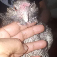 مرغ محلی ریش درشت