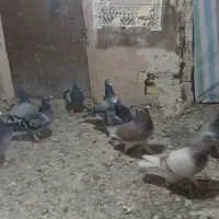 کفتر شهرستان