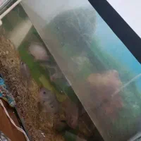 اکواریوم اکواریوم بزرگ اکواریوم ارزان|ماهی|مشهد, امیریه|دیوار