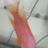 فروش ماهی پرت (بزرگ)