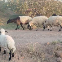 گوسفند میش جوان رفسنجون