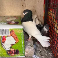 کله‌سفید|پرنده|سبزوار, هویزه|دیوار