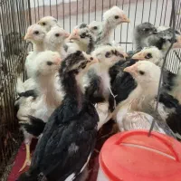 جوجه گلین لری