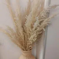 گل پامپاس وگلدون