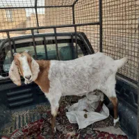 حمیدیه|حیوانات مزرعه|حمیدیه, |دیوار