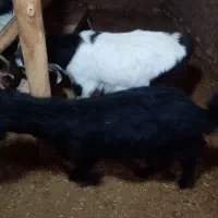 سه عدد بره وبزغاله