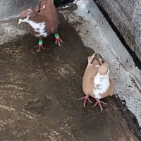 کبوترکرباتی سرخ و زرد|پرنده|تربت‌حیدریه, فرمانداری|دیوار