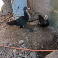 اروردک خارجی نروماده چاق|حیوانات مزرعه|رامیان, |دیوار