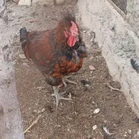 خروس|حیوانات مزرعه|معصومیه, |دیوار