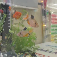 انواع ماهی گیاه خوار و اوسکار