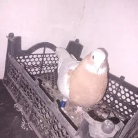 طوقی. شهری. دوکت