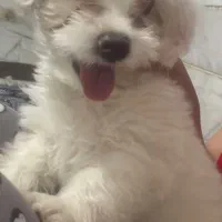 سگ شیتزو رکس