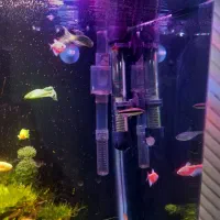 اکواریوم پلنت فوق حرفه ای|ماهی|قم, منبع آب|دیوار