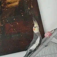 جفت عروس هلندی سینامون و لوتینو