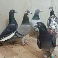 کفتر|پرنده|مشهد, فرودگاه|دیوار