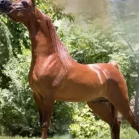 پانسیون اسب