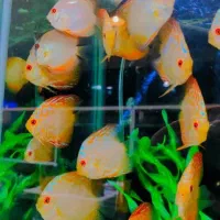 فروش انواع نژاد دیسکس 20% off