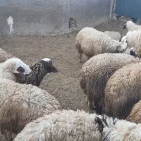 ۴۰ راس بره چاق کشتاری