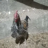 فروش خروس محلی