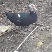 اردک خارجی7ماهه