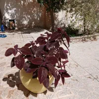 گل حسنی یوسف|گل و گیاه طبیعی|فیروزکوه, |دیوار