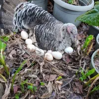 بوقلمون کرچ