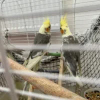طوطی عروس