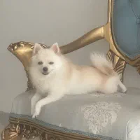 واگذارس سگ ۱/۵ساله پامر روباهی|سگ|کرمان, |دیوار