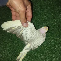 جوجه عروس هلند|پرنده|سراوان, |دیوار